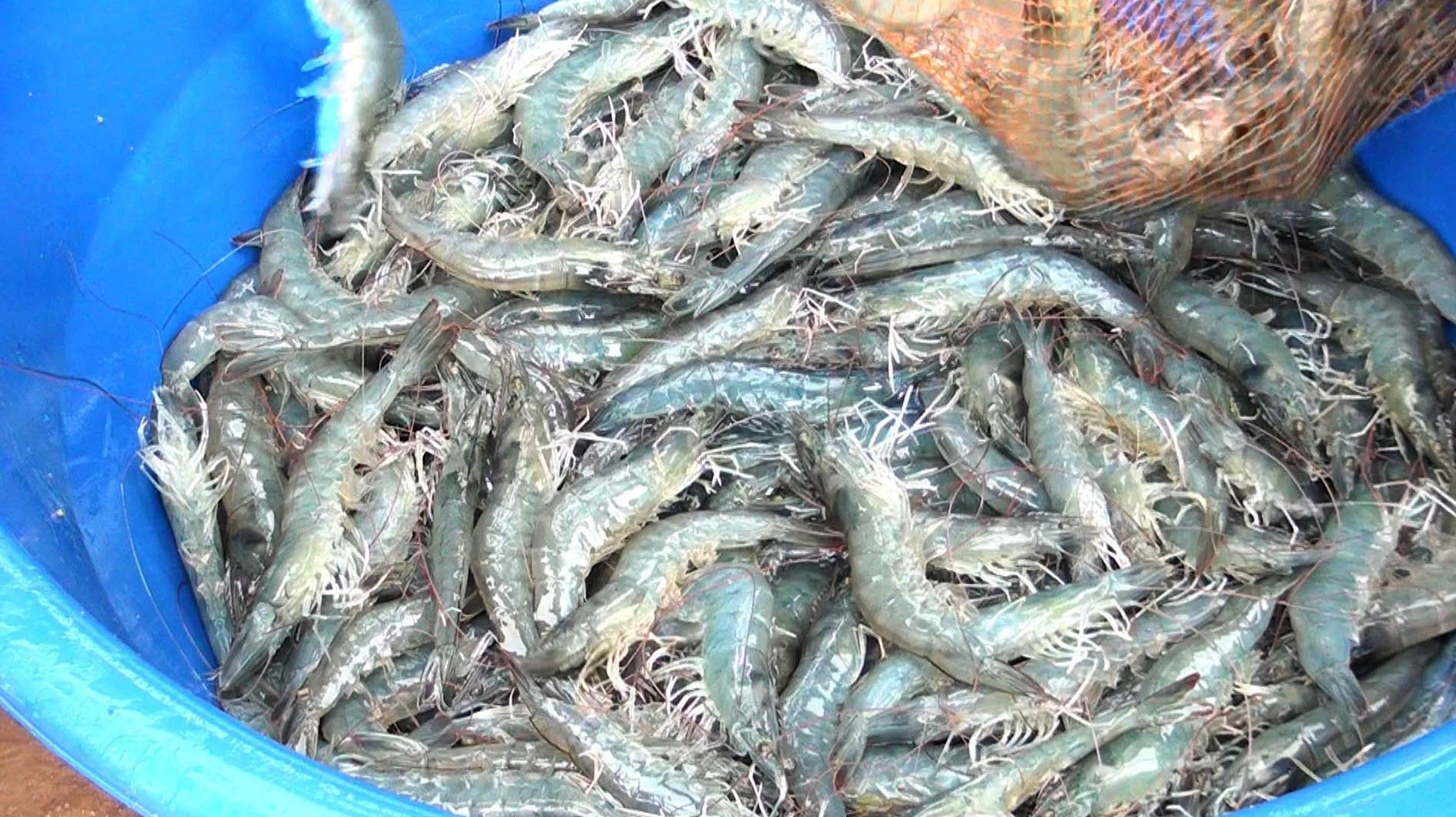 vna_potal_ninh_binh_ung_dung_cong_nghe_cao_phat_trien_nghe_nuoi_tom_7691240